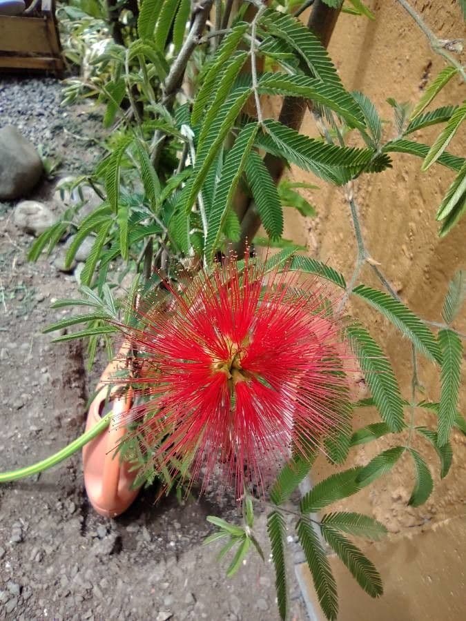 Calliandra di Tweed 4