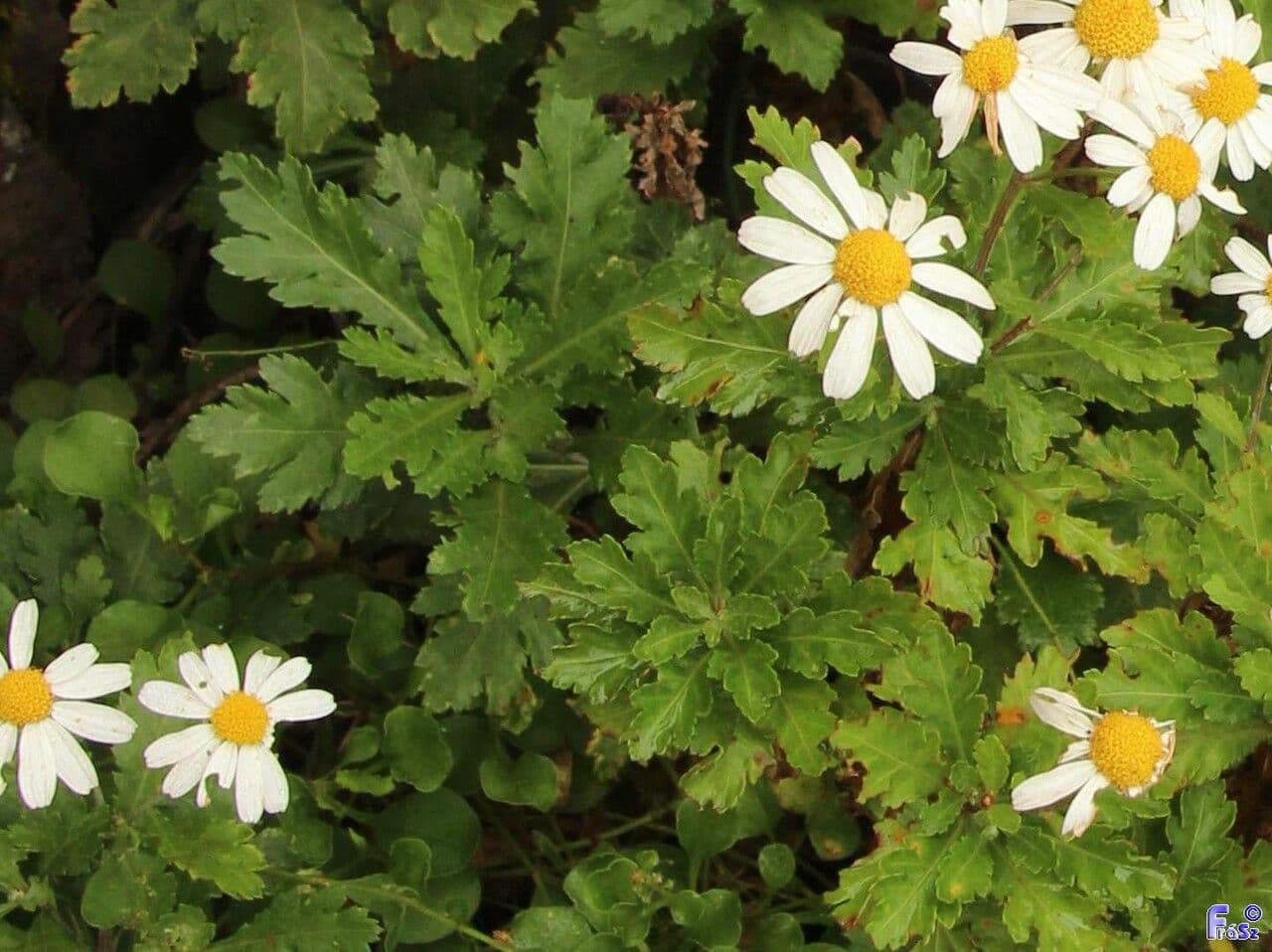 Argyranthemum 12