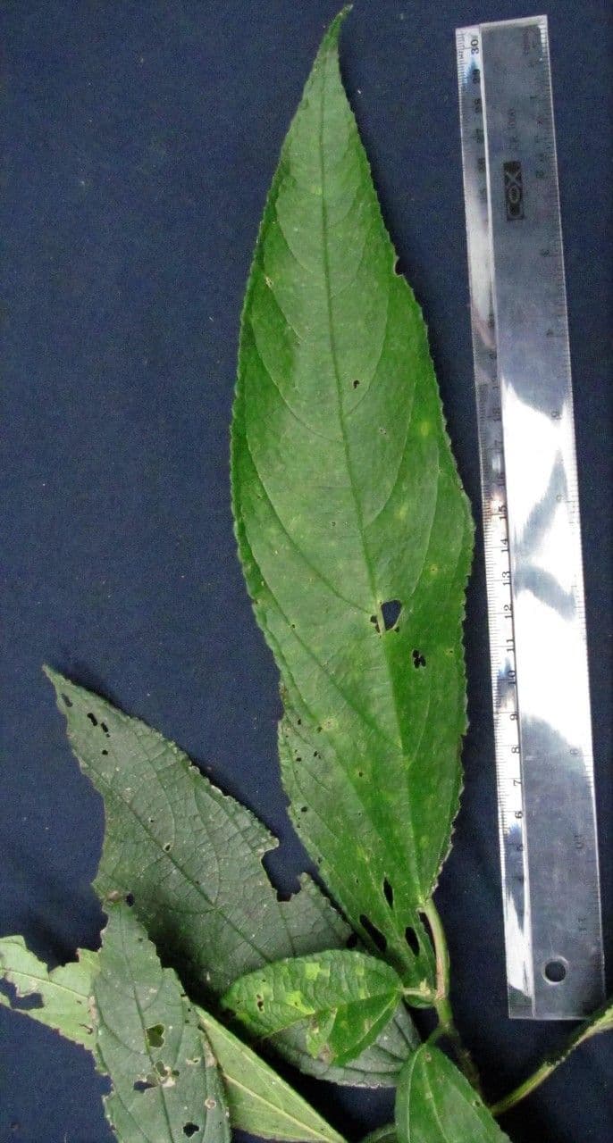 Urera simplex 26