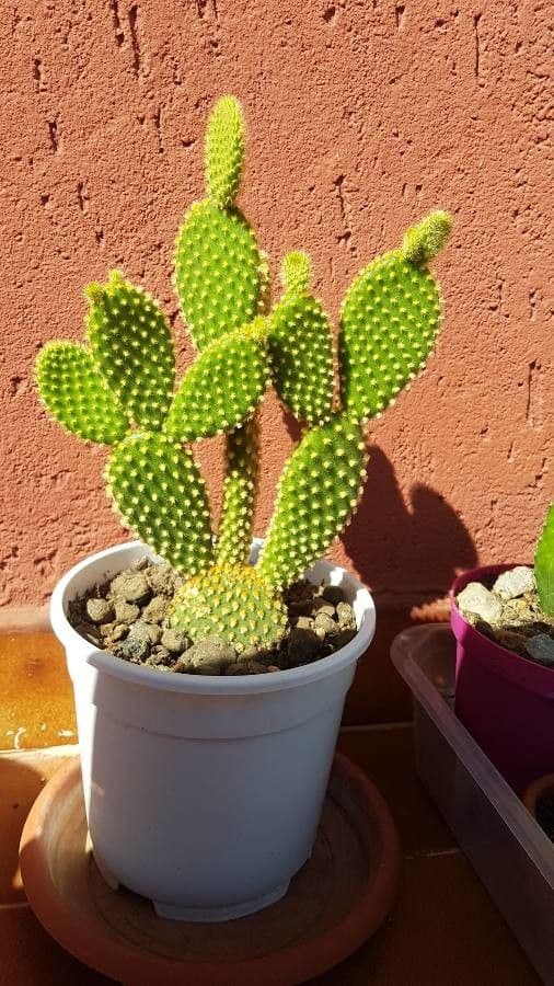 Nopal 21
