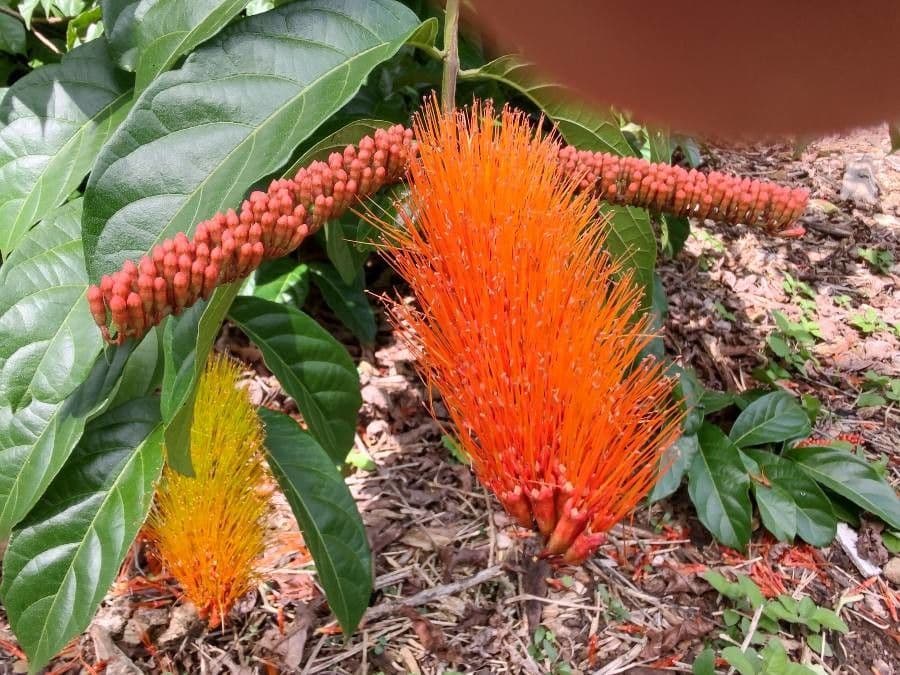 Combretum 6