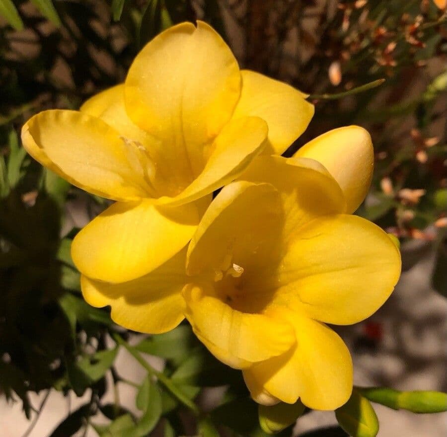 Freesia 3