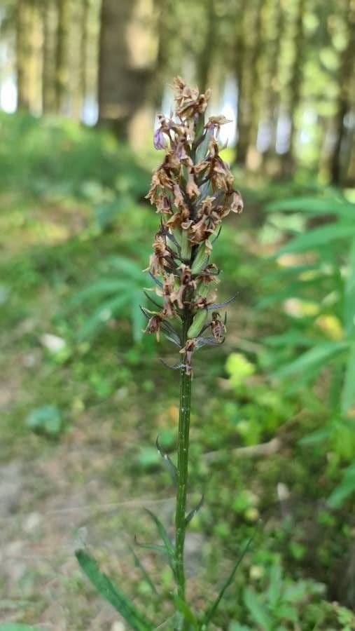 Orchidea macchiata 2