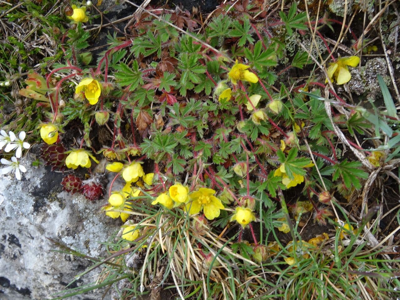 Potentilla pyrenaica 12