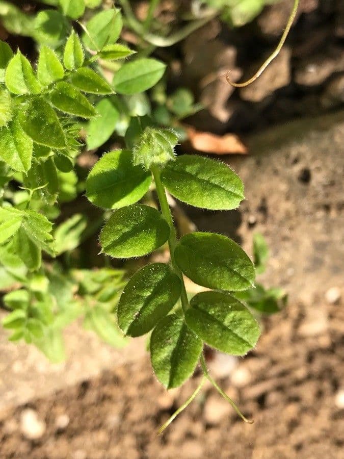 Vesce à grandes fleurs 14