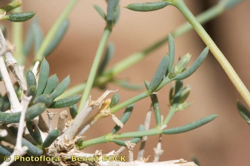 Gymnocarpos 21
