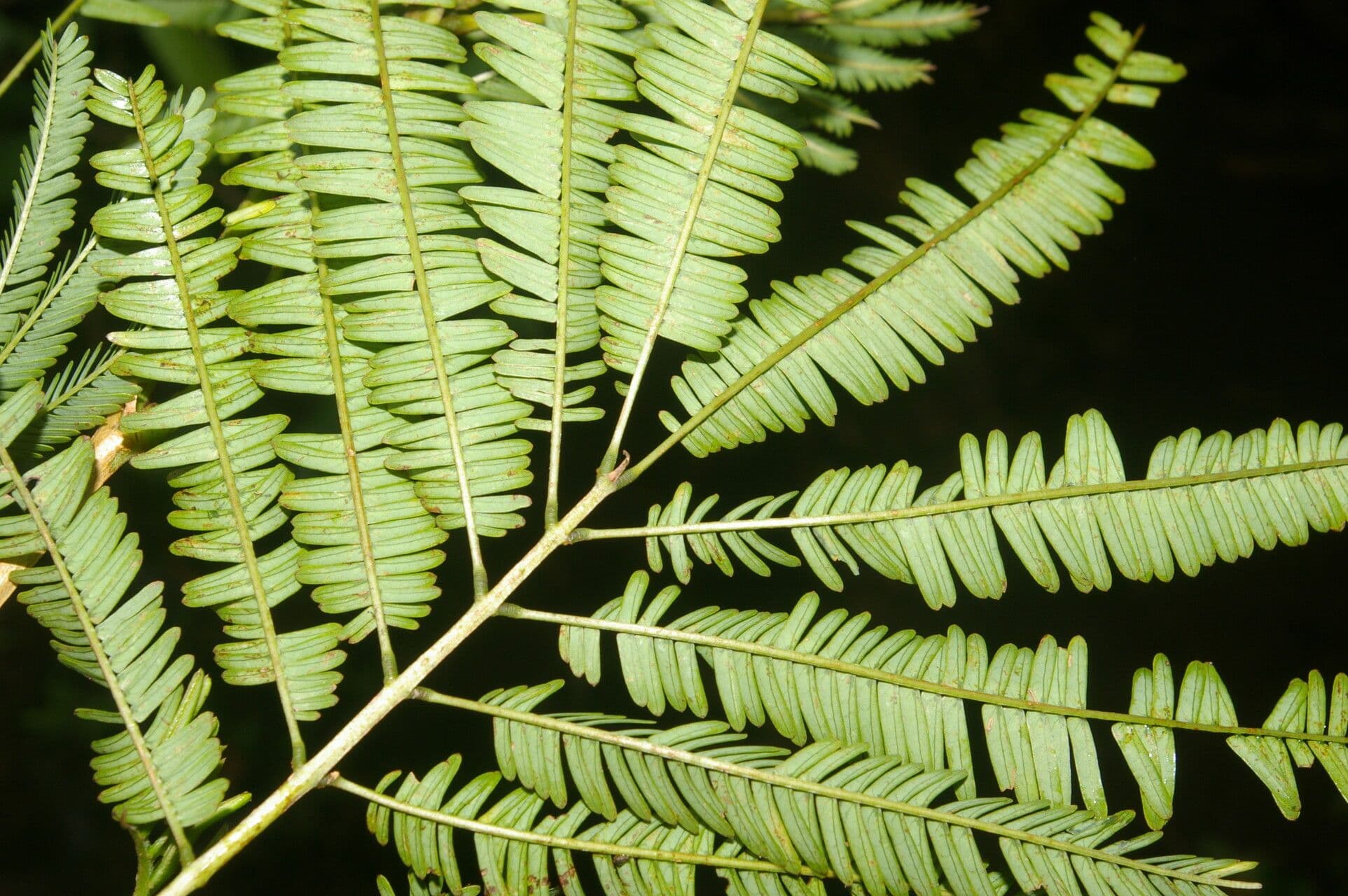 Weiße Calliandra 12