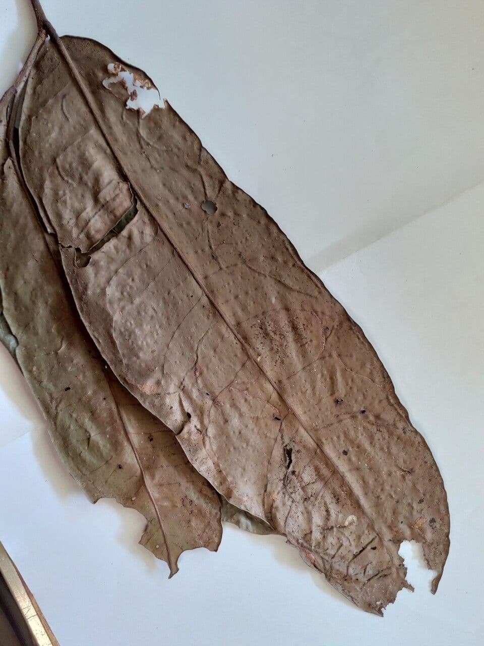 Maytenus 5