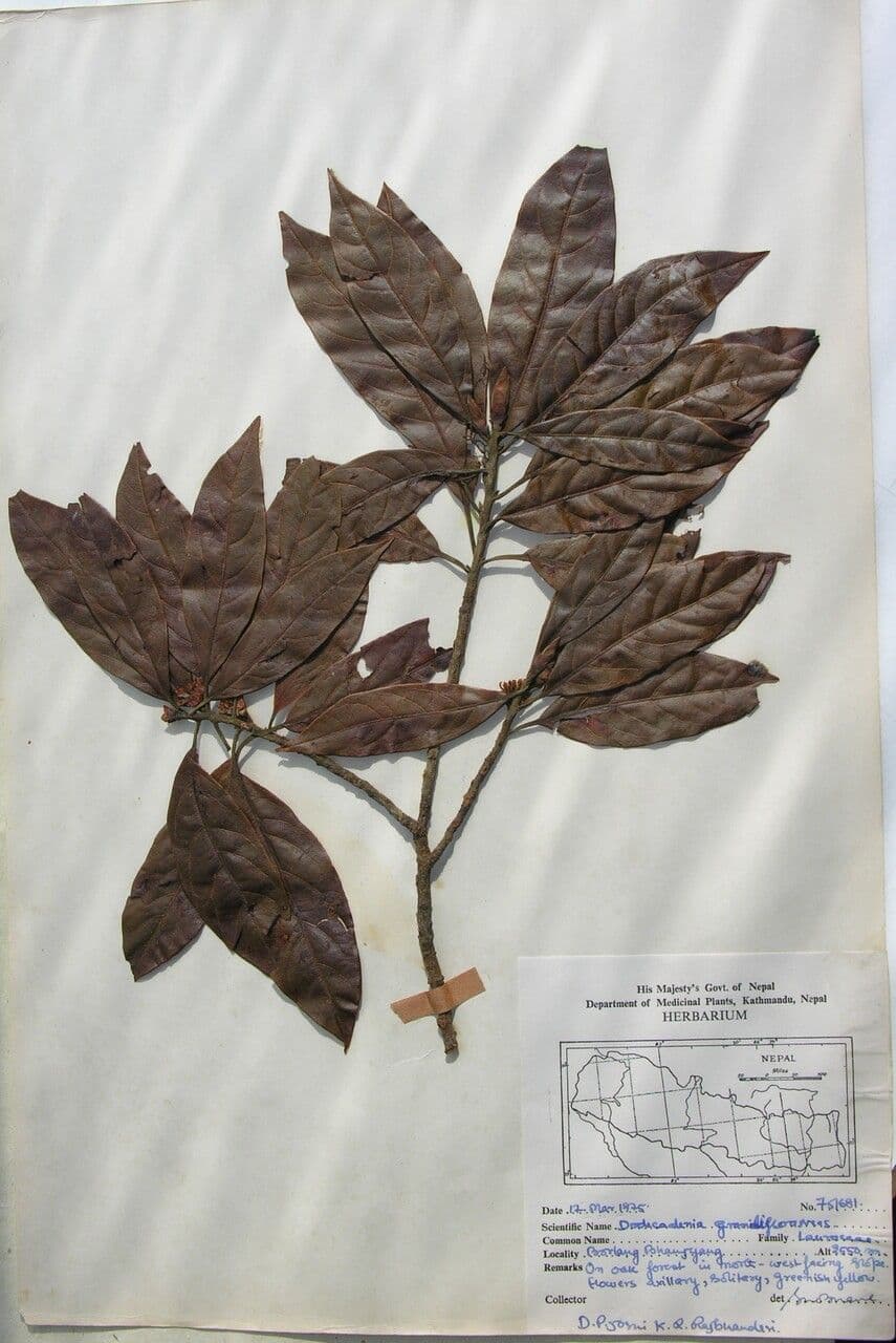 Dodecadenia 6