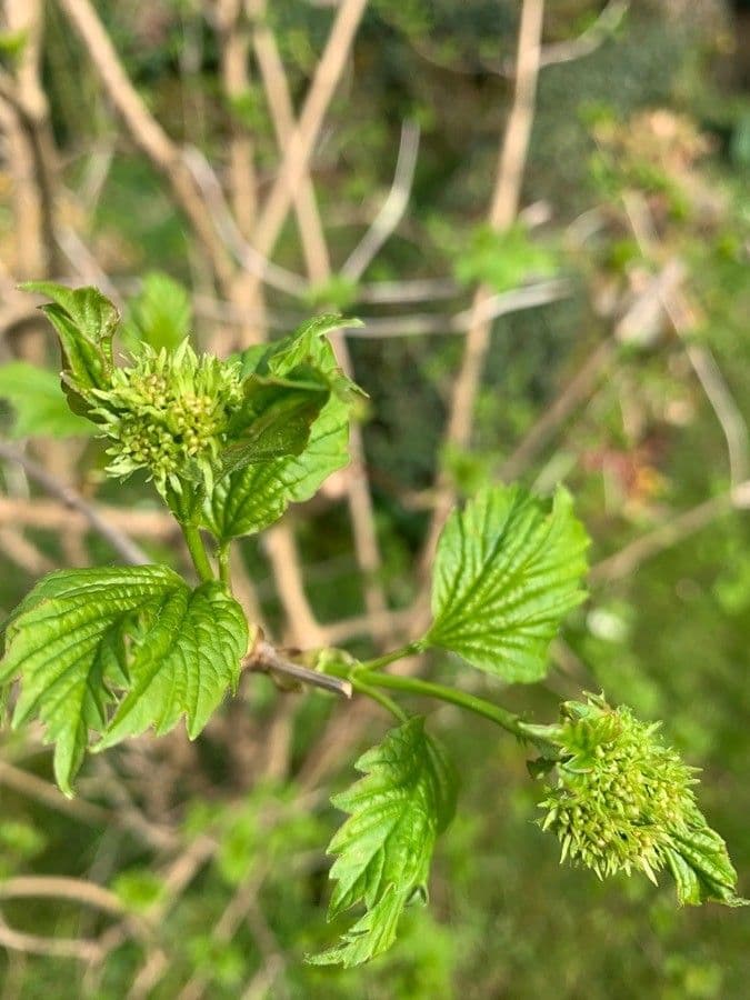 Ribes a fiori 27