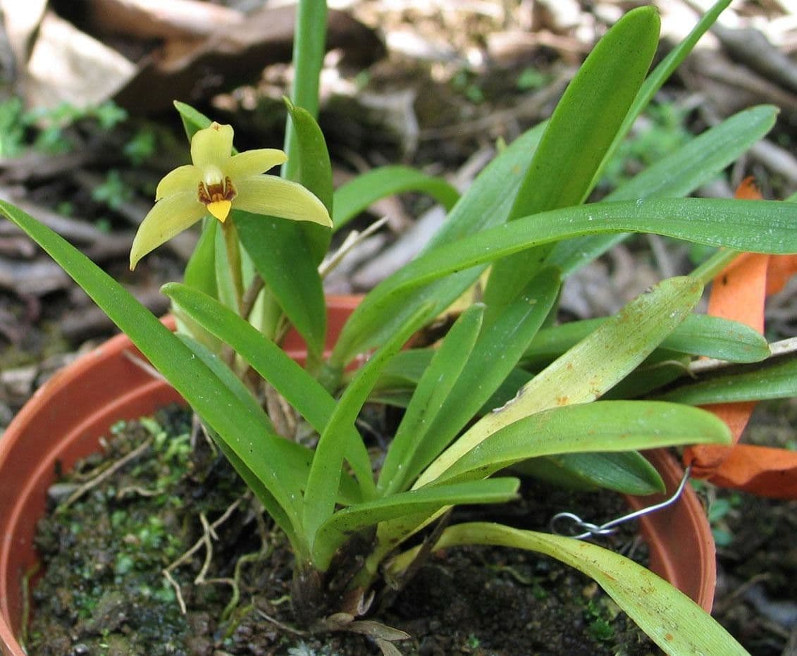 Maxillaria 6