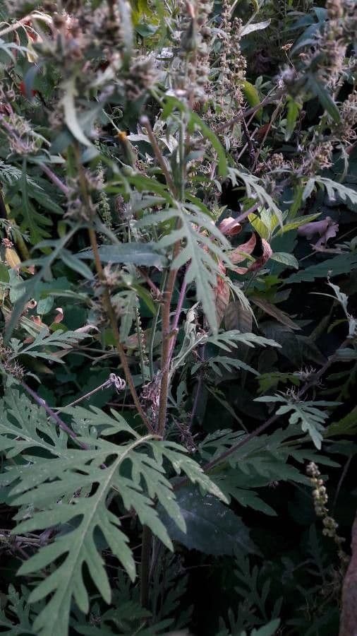 Ambrózia palinolistá 21