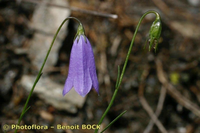 Campanula stenocodon 13