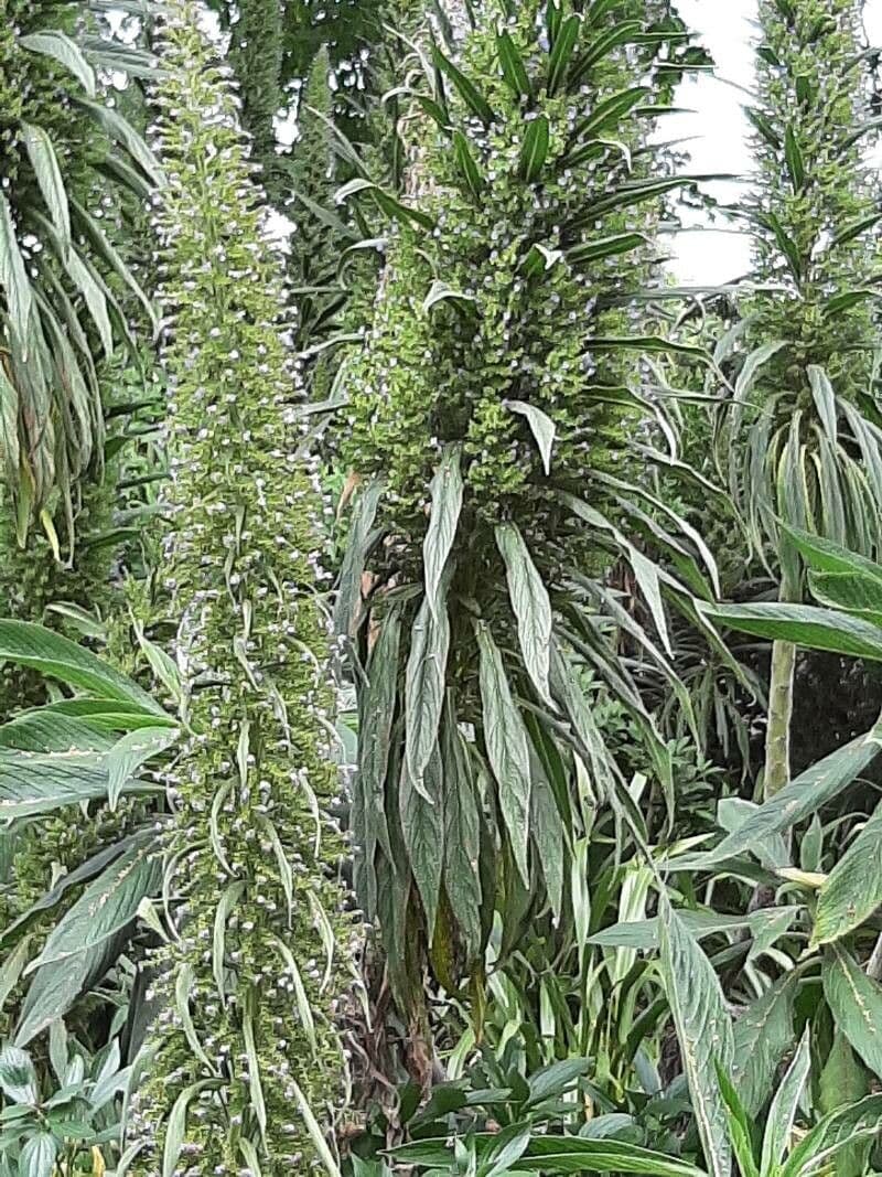 Echium pininana 18