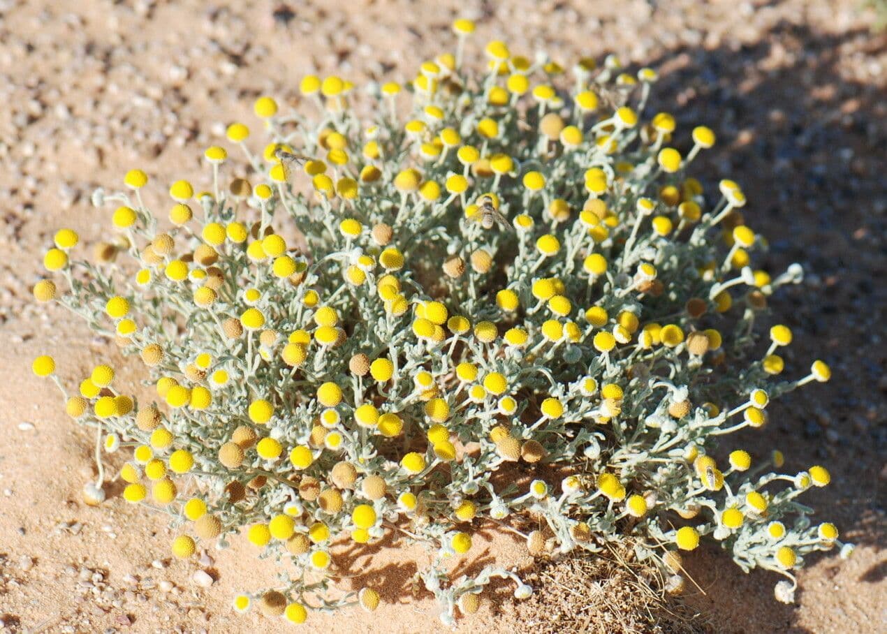 Brocchia 10