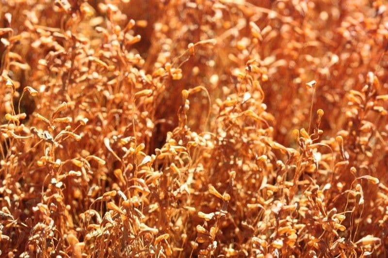 Cuscuta delle saline 7
