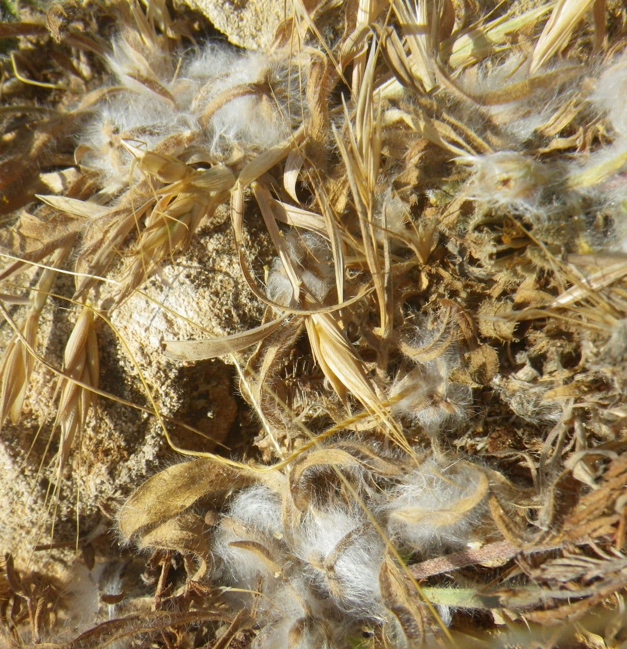 Piantaggine squarrosa 4