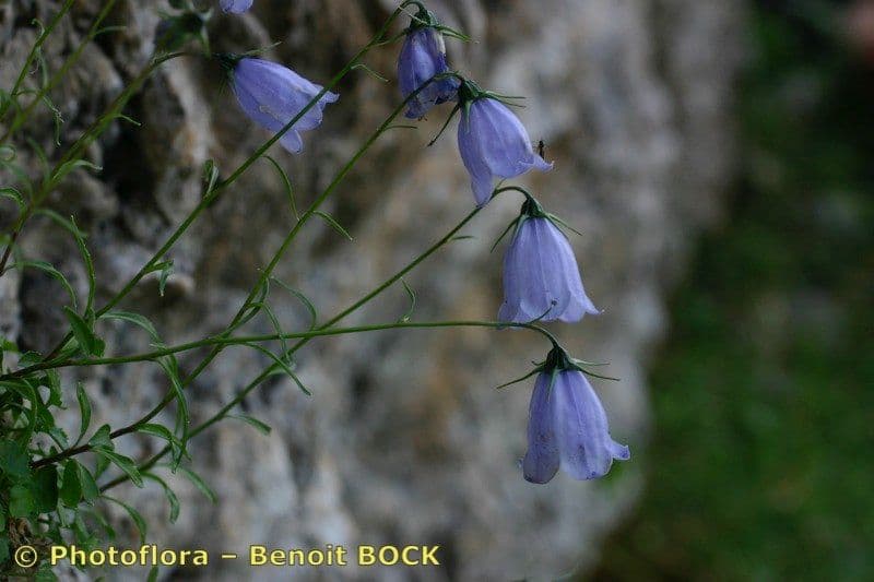 Zwerg-Glockenblume 27