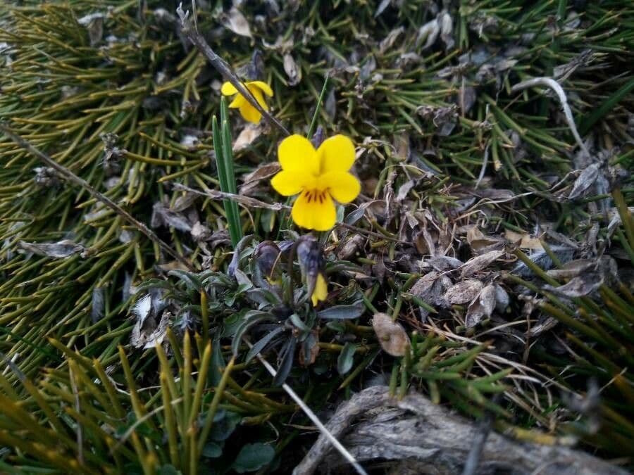 Viola