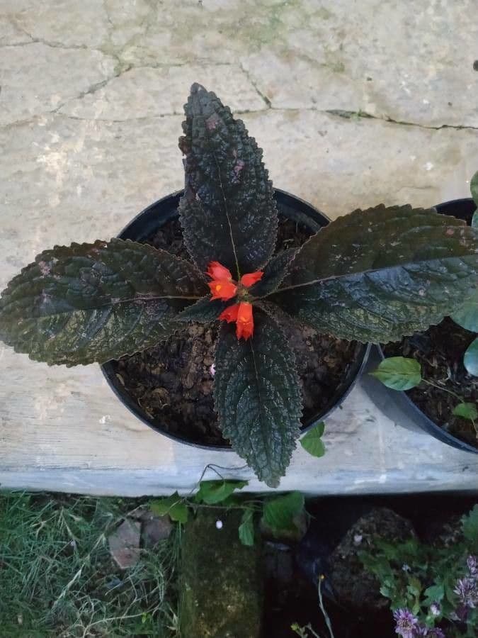 Chrysothemis pulchella