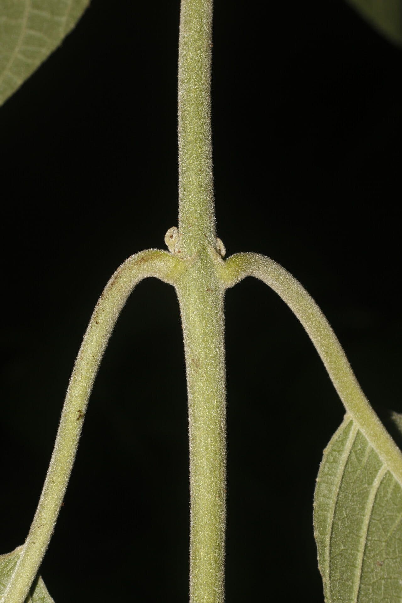 Siparuna gesnerioides 12