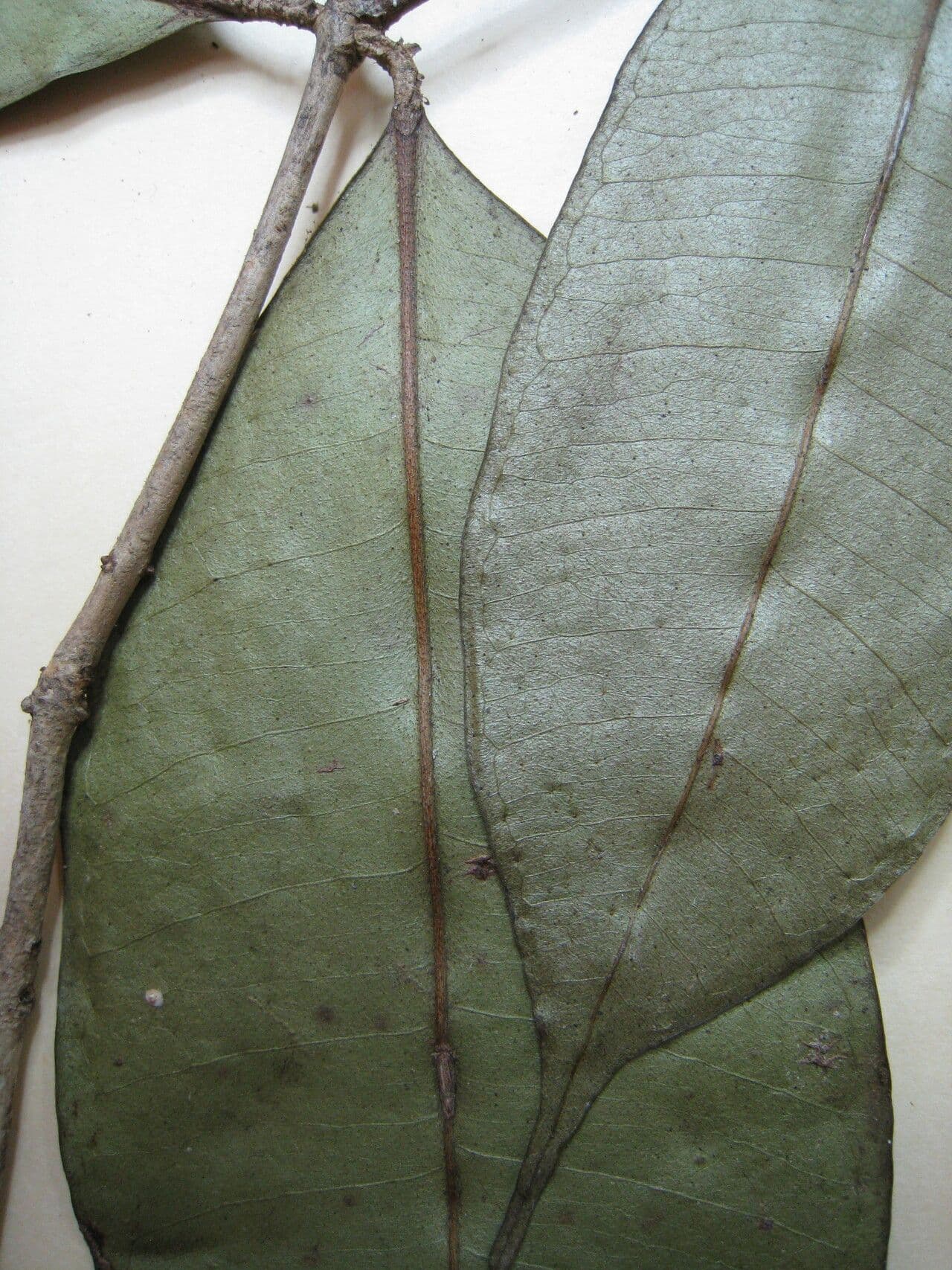 Myrcia 11
