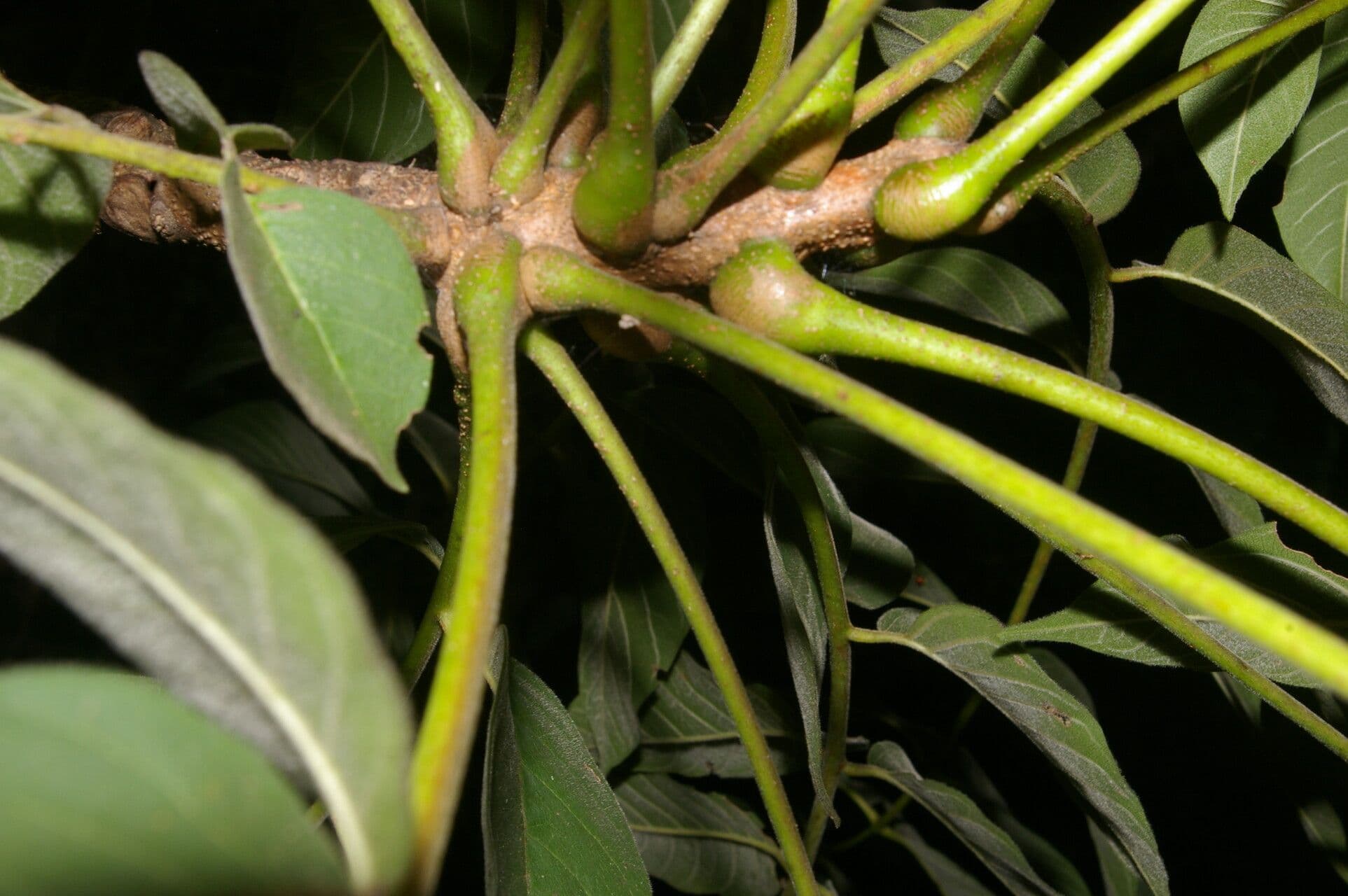Trichilia americana 4