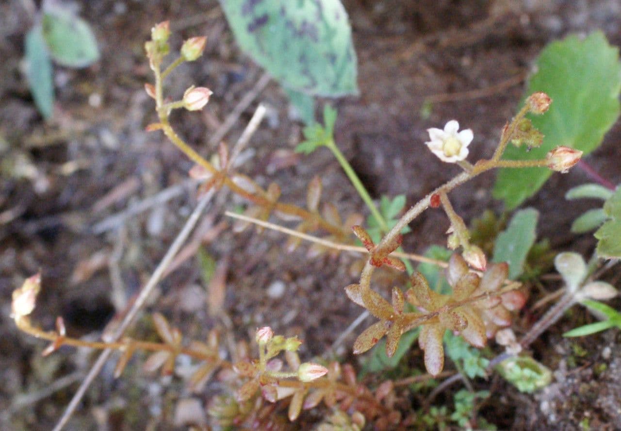 Sedum 10