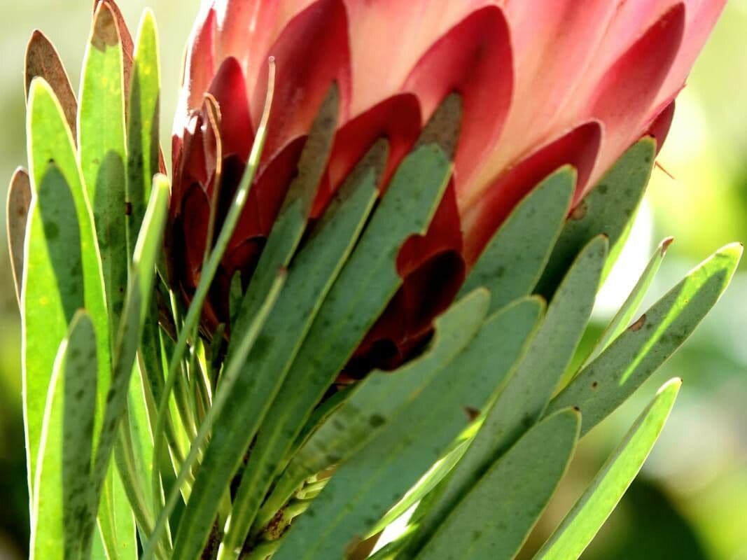 Protea 14