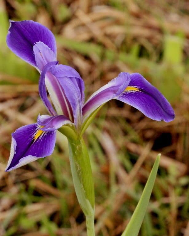 Iris hexagone 3