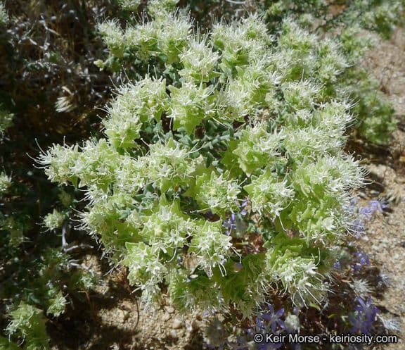 Petalonyx 5