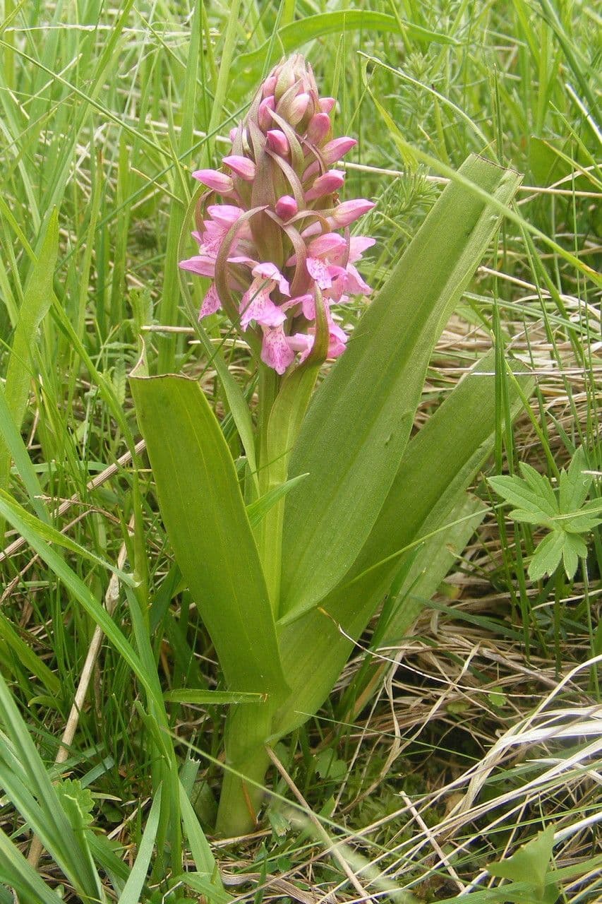 Orchide incarnata 10