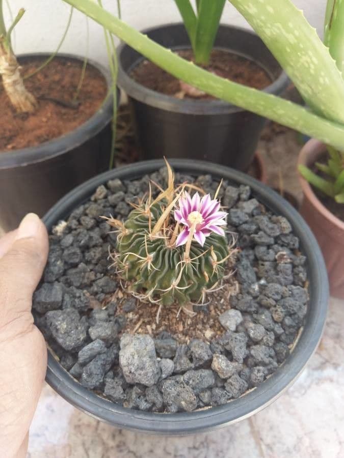 Cactus cervello 2