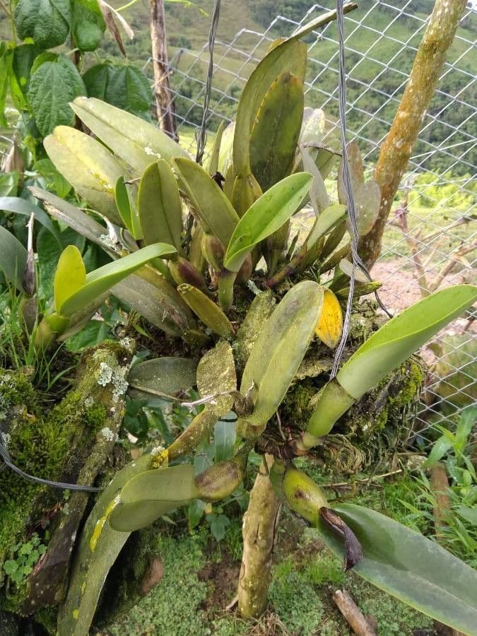 Orchidea ombrello pallida 21