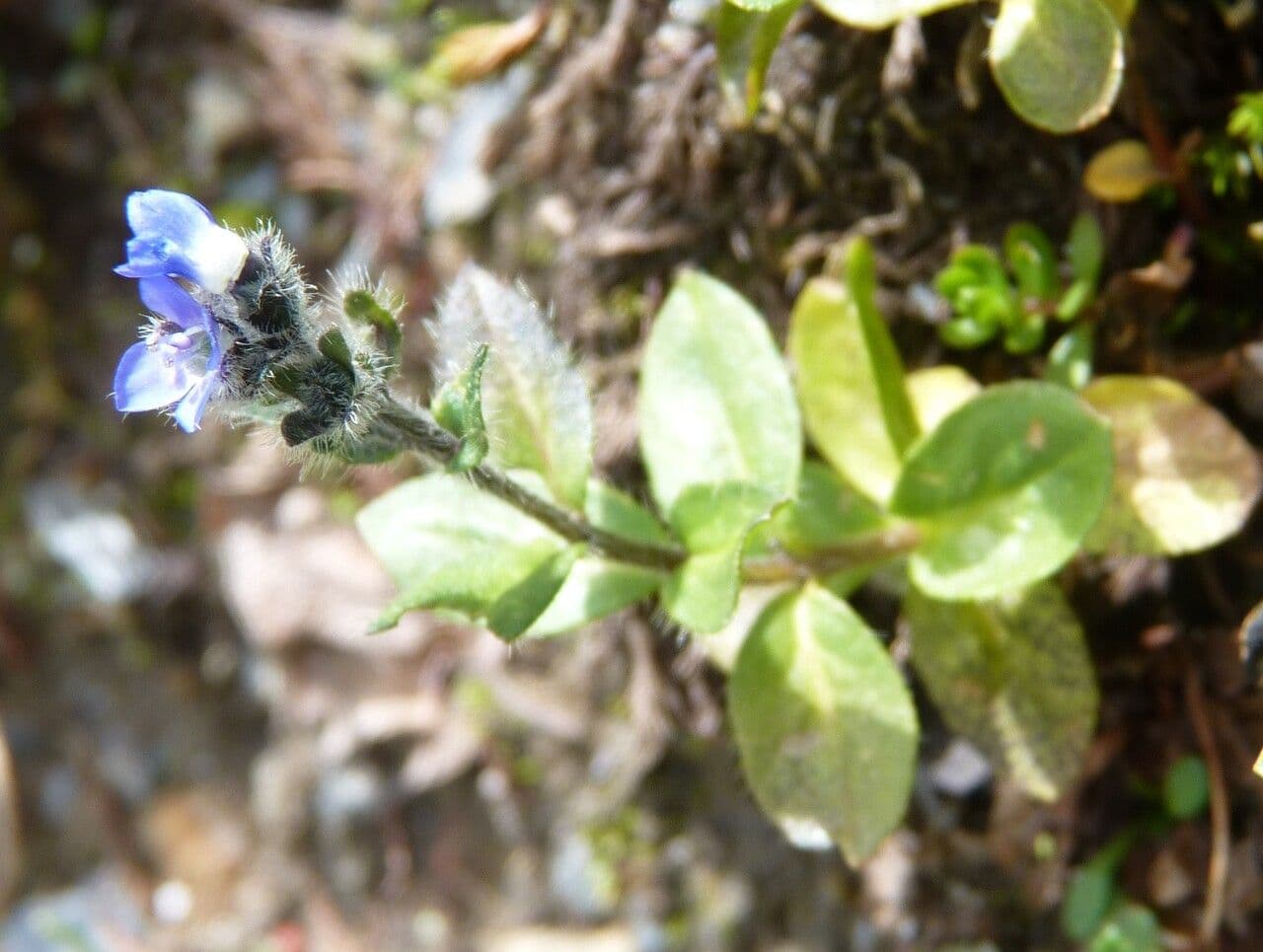 Veronica alpina 12