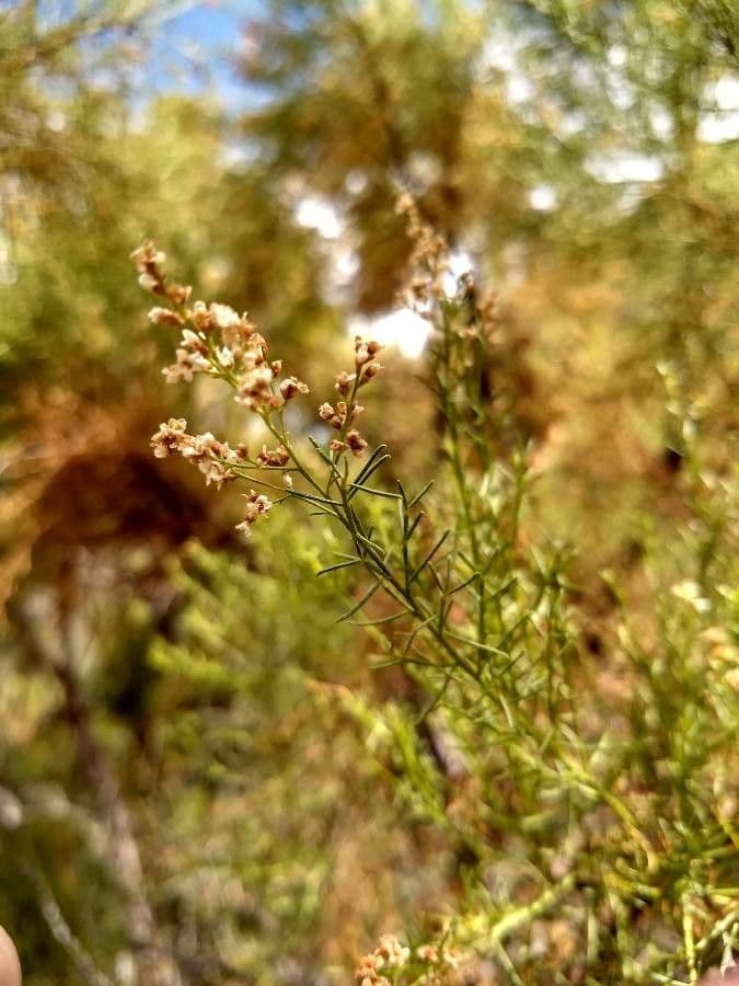 Adenostoma sparsifolium 2