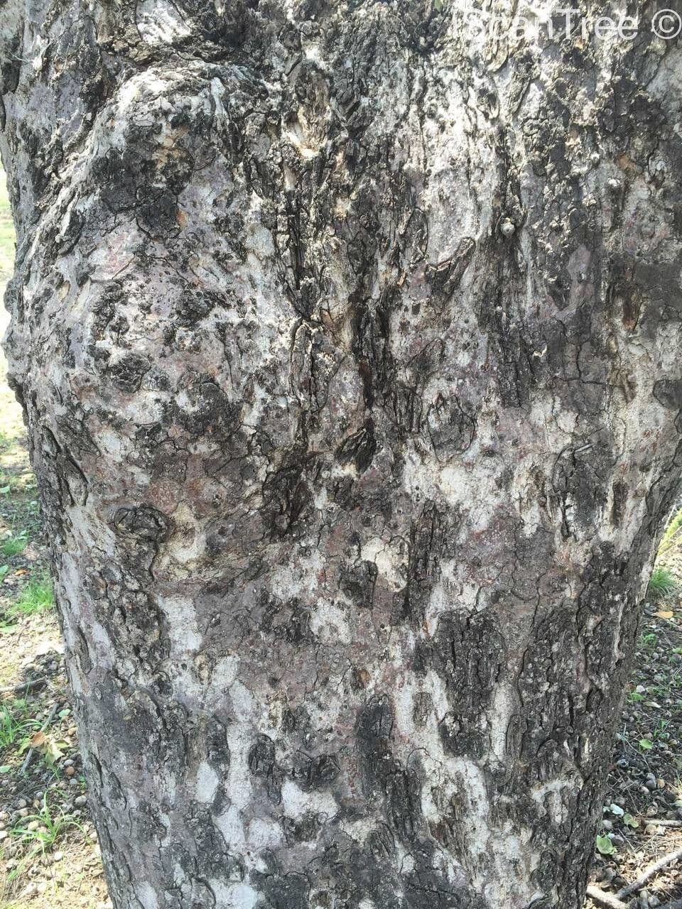 Marula 17