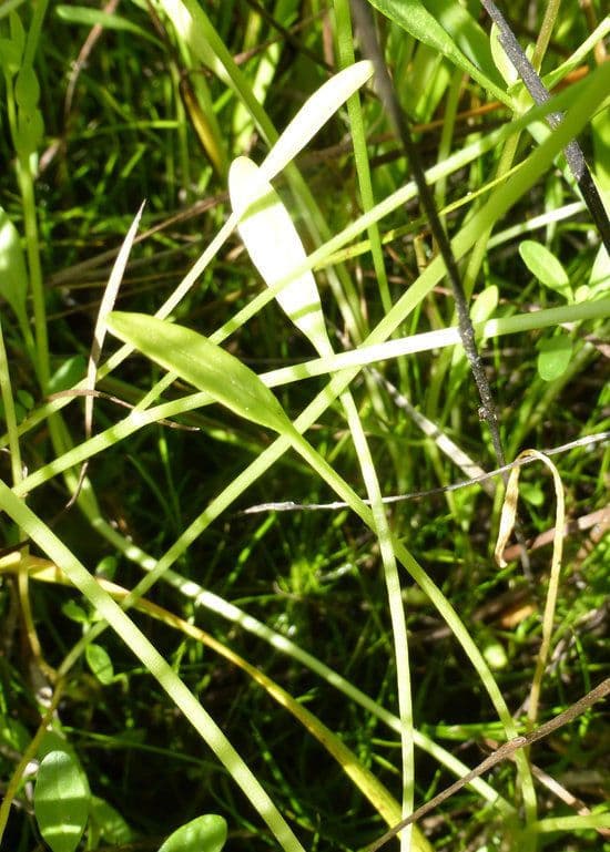 Limnanthes 9