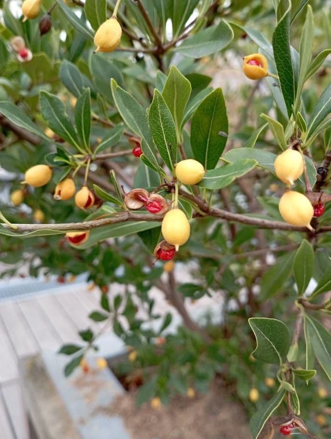 Pitosporum 4