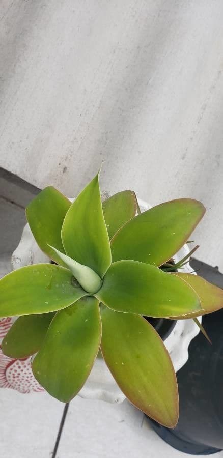 Agave lanuginosa 19