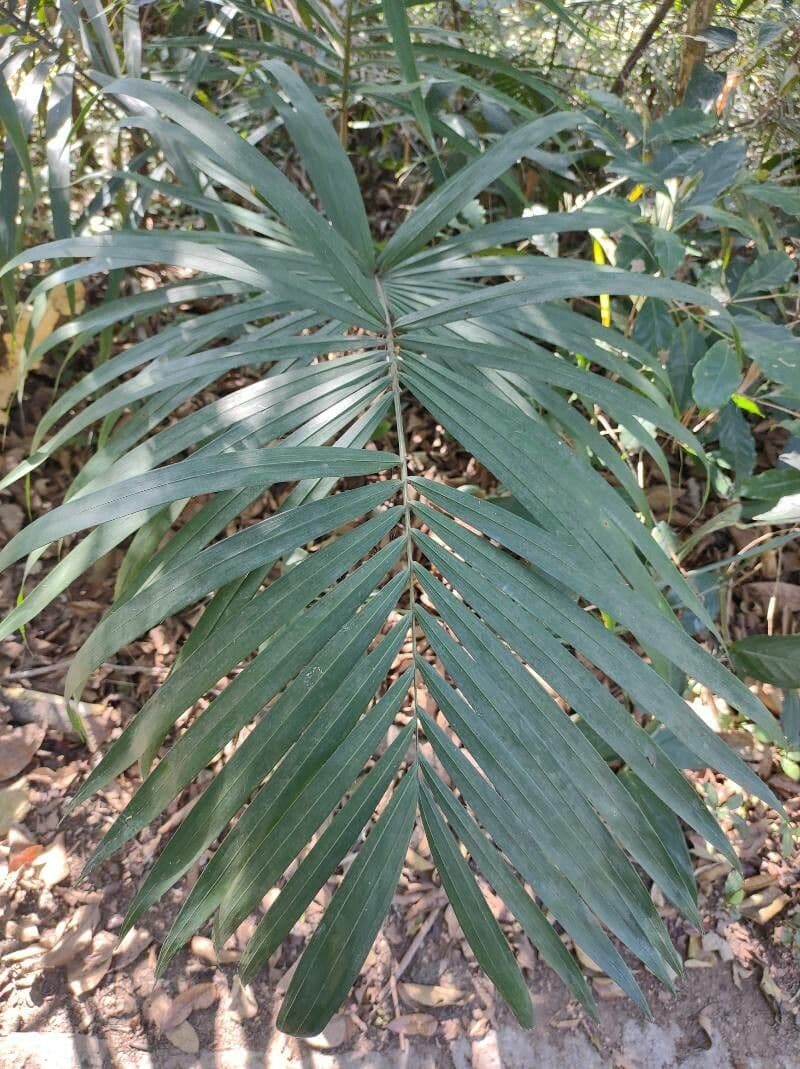 Bactris 8
