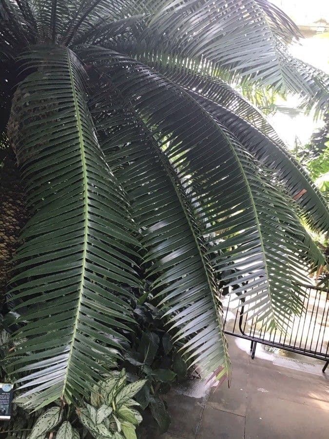 Dioon 15