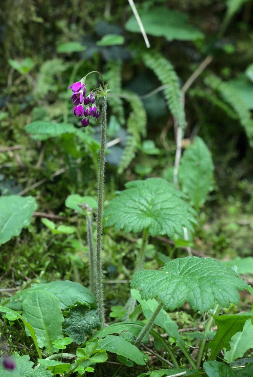 Matthiolis Primel 6