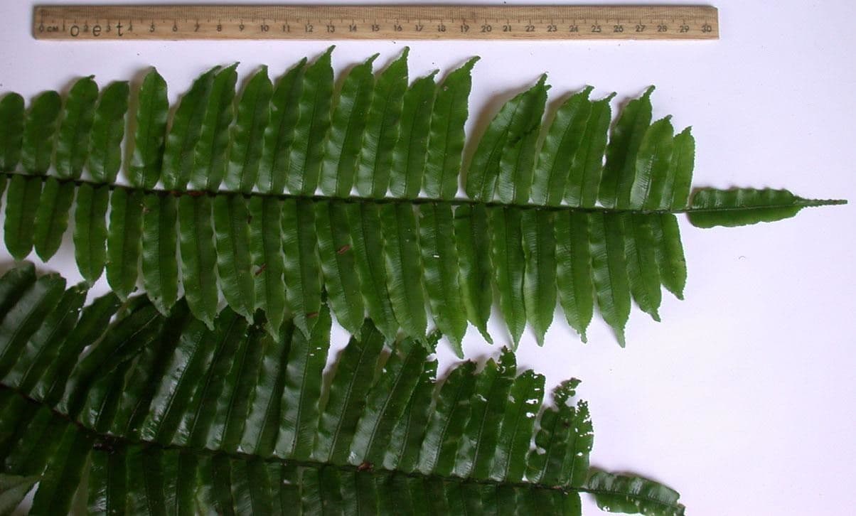 Lomariopsis 11