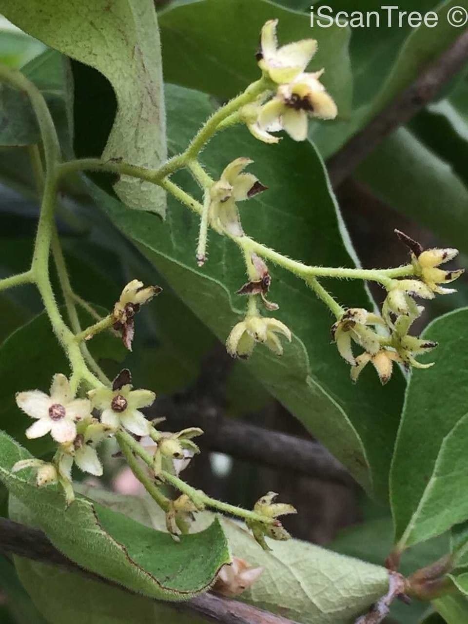 Ehretia 6