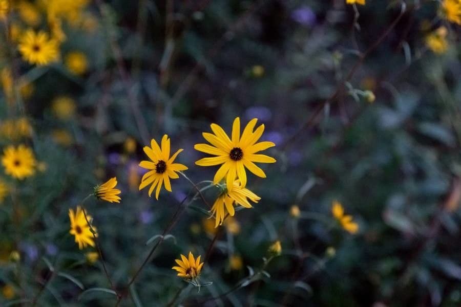 Schmalblättrige Sonnenblume 5