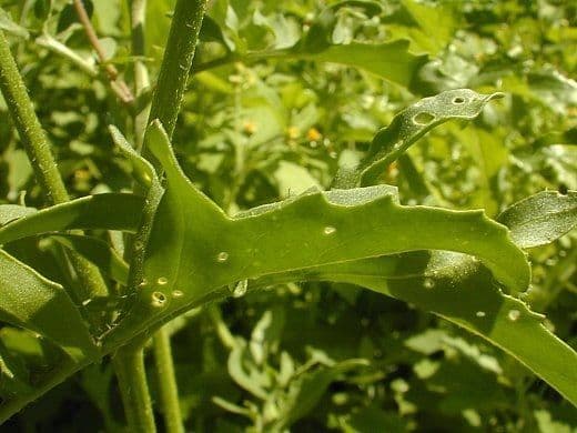 Rucola 25