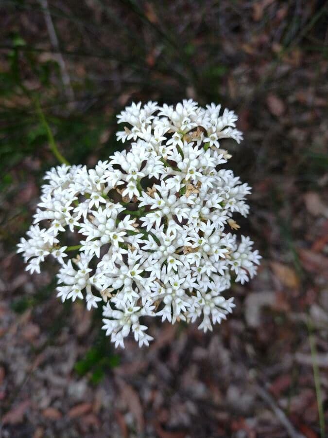 Conospermum de hoja larga 3