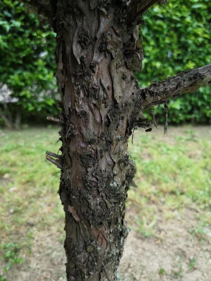 Ginepro squamato 20