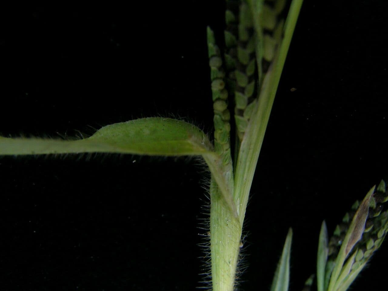 Erba granulosa 5